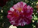 P1110499